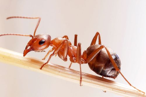 怎么消灭家中的小红蚂蚁 