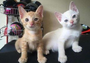 家里来了一只新猫咪,这些小妙招,可以让两只猫咪快速变成好朋友