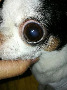 能帮我看看我家六岁的狗狗这是白内障吗 还是角膜炎 可以用什么药呢 