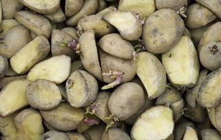 马铃薯如何切块播种,土豆切开种植时需要怎么处理切口
