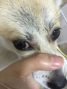 小狗的眼睛红肿怎么回事 嘴巴两遍好像也肿 