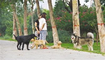 宠物狗伤人事件频发生 市民呼吁出台养犬管理条例