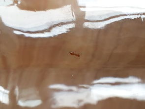 请问我家发现的这种小虫子是什么,像蚂蚁,会不会是肿腿蜂,怎么杀灭