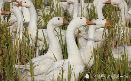 鹅粪,为何会被德国人称为 天堂粪 原来鹅粪可不是普通禽粪