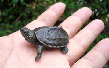 金线草龟和中华草龟是同一个品种吗？