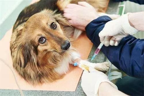 被自家狗不小心咬到了，但它年年打疫苗，我一定要去打疫苗吗