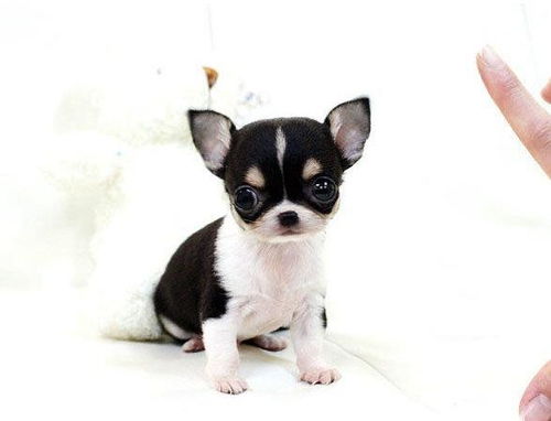 达州犬舍出售纯种吉娃娃犬宠物狗市场在哪卖狗有买狗
