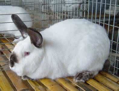 三门峡伊拉肉兔效益,连三黑兔养殖养殖厂