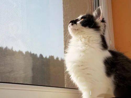猫咪为什么总是盯着窗外 这5个原因,一半人都不知道