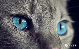 猫咪眼中的世界是怎样的 