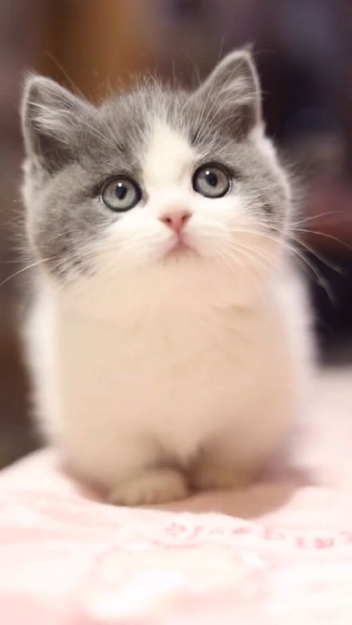 快艾特全世界最可爱的的人来看 小奶猫 可爱到爆炸 神评即是标题 百万视友赐神评 