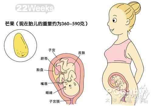 怀孕3个月胎儿图有多大