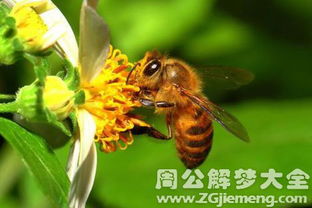 梦见蜜蜂进耳朵 梦到蜜蜂进耳朵是什么意思 周公解梦大全网 