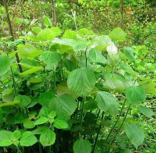 诗经 中全部生物图解 原来古人眼中,每朵花都有名字