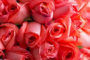 摩羯座红玫瑰花？摩羯座红玫瑰花图片(摩羯座代表着什么样子的花)