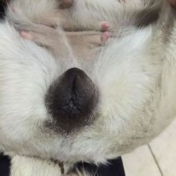 小型母狗第一次发情后2个月了生殖器还是肿的怎么回事 不红肿 