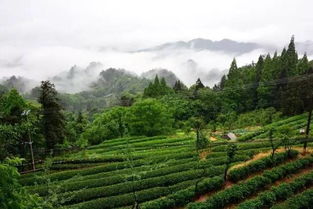 平邑县蒙顶茶价格,理真甘露的蒙顶山茶在2021世界绿茶大会上亮相了吗?