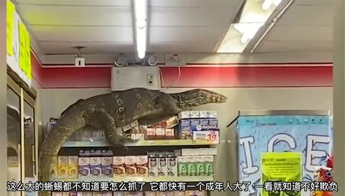 超市里的大蜥蜴,它是怎么走进店里的,太大了,不好处理呀 