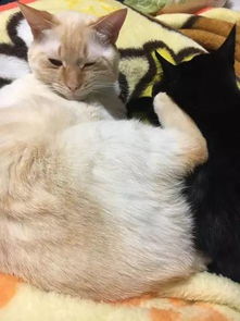 网友怕家里的黑猫太孤独,就领养了一只小白猫陪它,半年后结果... 