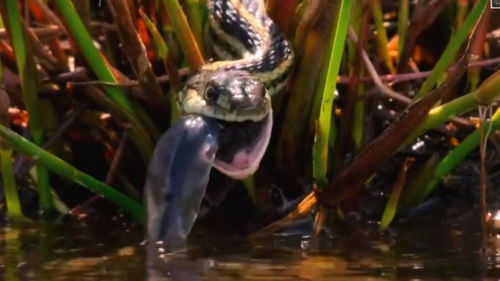 小蝌蚪正在岸边晒太阳,突然遇到蛇类的袭击,他们如何才能逃生 