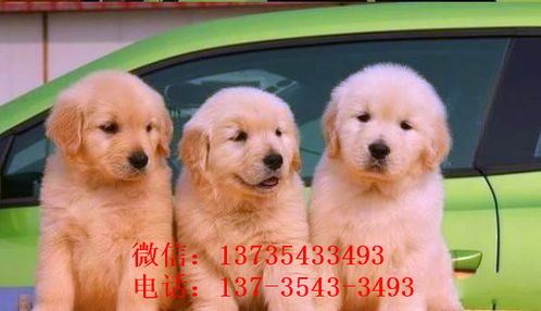 成都犬舍出售纯种金毛幼犬活体大型犬领养宠物狗狗