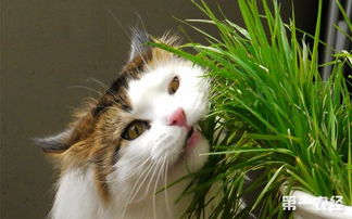 猫草是什么 猫草怎么种