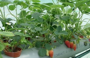种植草莓土壤的方法步骤
