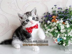图 西安买猫 纯血统加白美国短毛猫 粉爪粉鼻正八清晰蝴蝶纹出售 西安宠物猫 