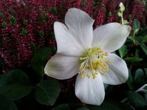 白芦的韵味，什么的芦花填词语填空