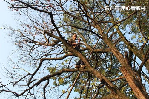 回农村摘果子,看着挂满枝头,大叔说要请一只 猴子 帮忙