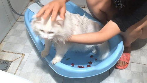 到底要不要给猫洗澡,多久洗一次合适,铲屎官不用再纠结了