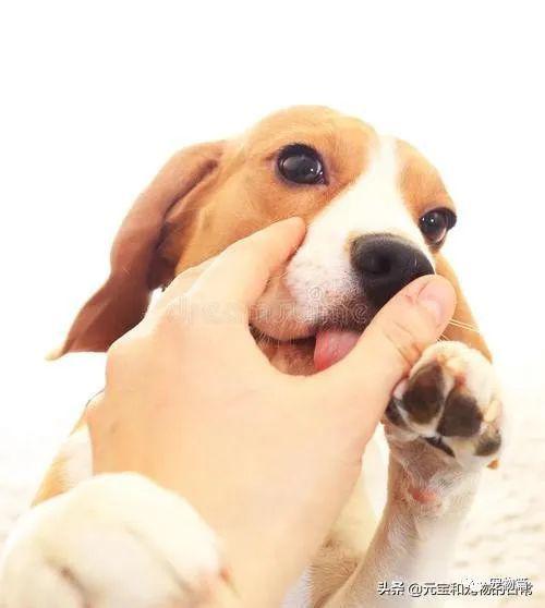 你家狗狗喜欢 舔你手 吗 如果喜欢,请你记住这6件事