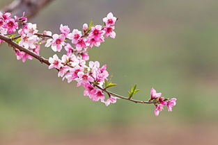 12生肖查查,命上带着什么样的桃花 