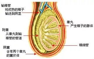 不幸患有无精子症,该怎么办