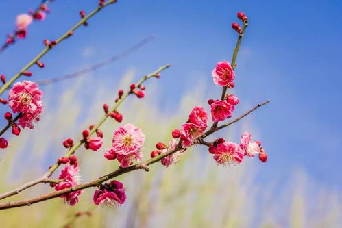 桃花什么季节开花开花时间是几月份,桃花一般几月份开花？
