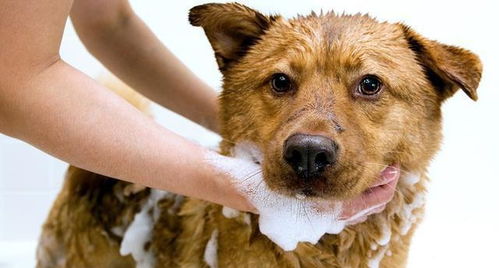 狗狗身上有伤口,主人能不能给狗狗洗澡 这得看狗狗的情况