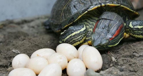 乌龟产蛋池用苔藓还是沙 需要怎样的产蛋环境