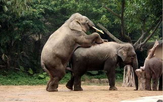 动物的繁衍 摄影师记录大象如何交配 