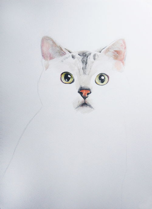 彩铅 猫