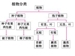 动物分类树状图完整 搜狗图片搜索