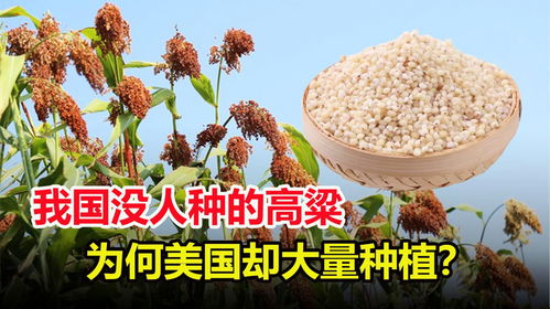 没人愿意种的高粱,为何美国却大量种植 他们用高粱做什么