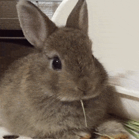 兔子突然不怎么吃东西怎么办|萌宠（兔子打蔫不吃不喝得了什）