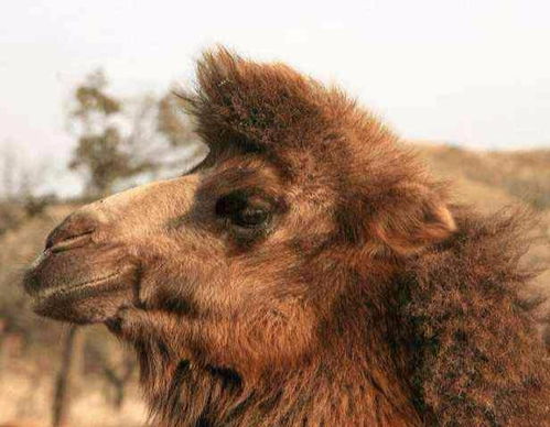 沙漠骆驼为啥不怕干旱 看似简单的问题,却隐藏大量可研究的知识