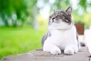 宠颐生猫科冷知识 喵的世界你不懂 