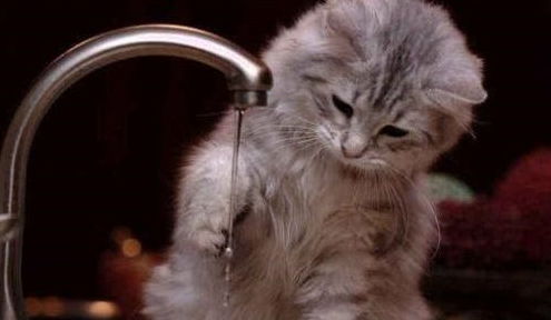 猫咪喝水前都会先伸爪,猫咪养成这样奇怪的习惯原来是因为这些