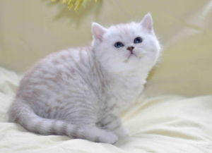 英短蓝猫毛是这么长的吗