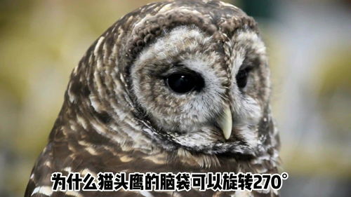 为什么猫头鹰的脑袋可以旋转270 知识抢先知 征稿大赛 