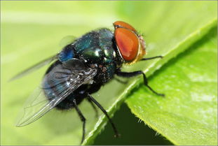 果蝇和苍蝇的幼虫有什么区别 