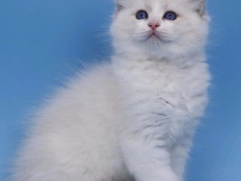 图 广州猫舍繁育海双蓝双布偶猫优选品质全程教会养猫 广州宠物猫 