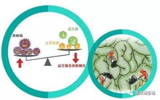 益生菌 防治疾病和增进人体免疫功能的有效方式 